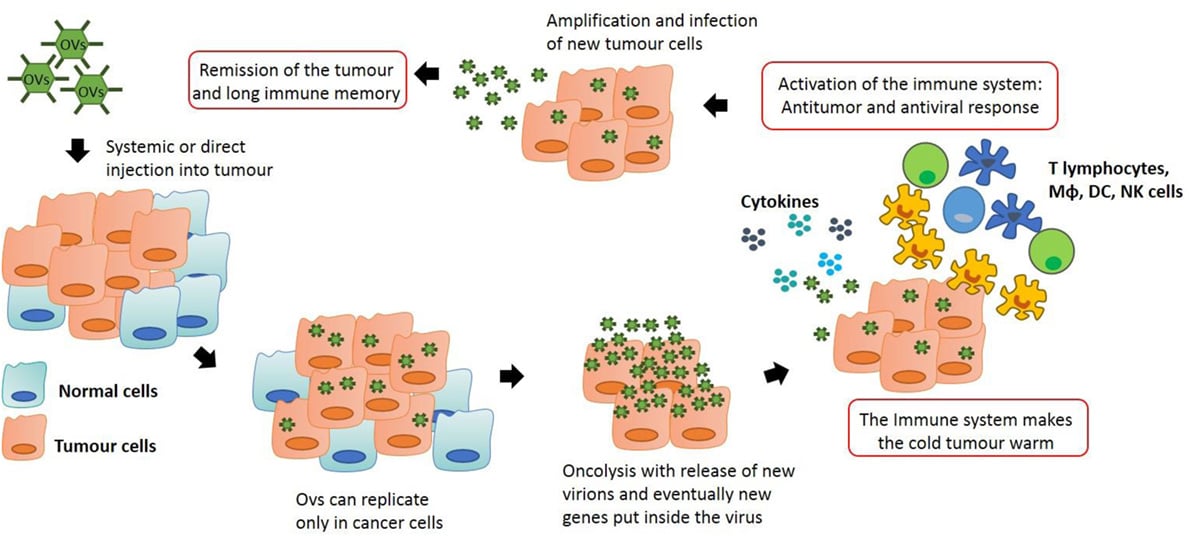 Anti-tumor-immunity-by-oncolytic-virus-OV-therapy-1