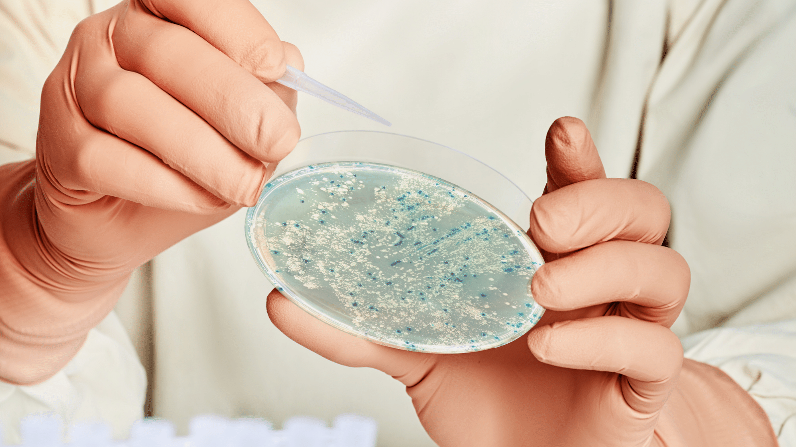 Understanding plasmids: small molecules with big implications