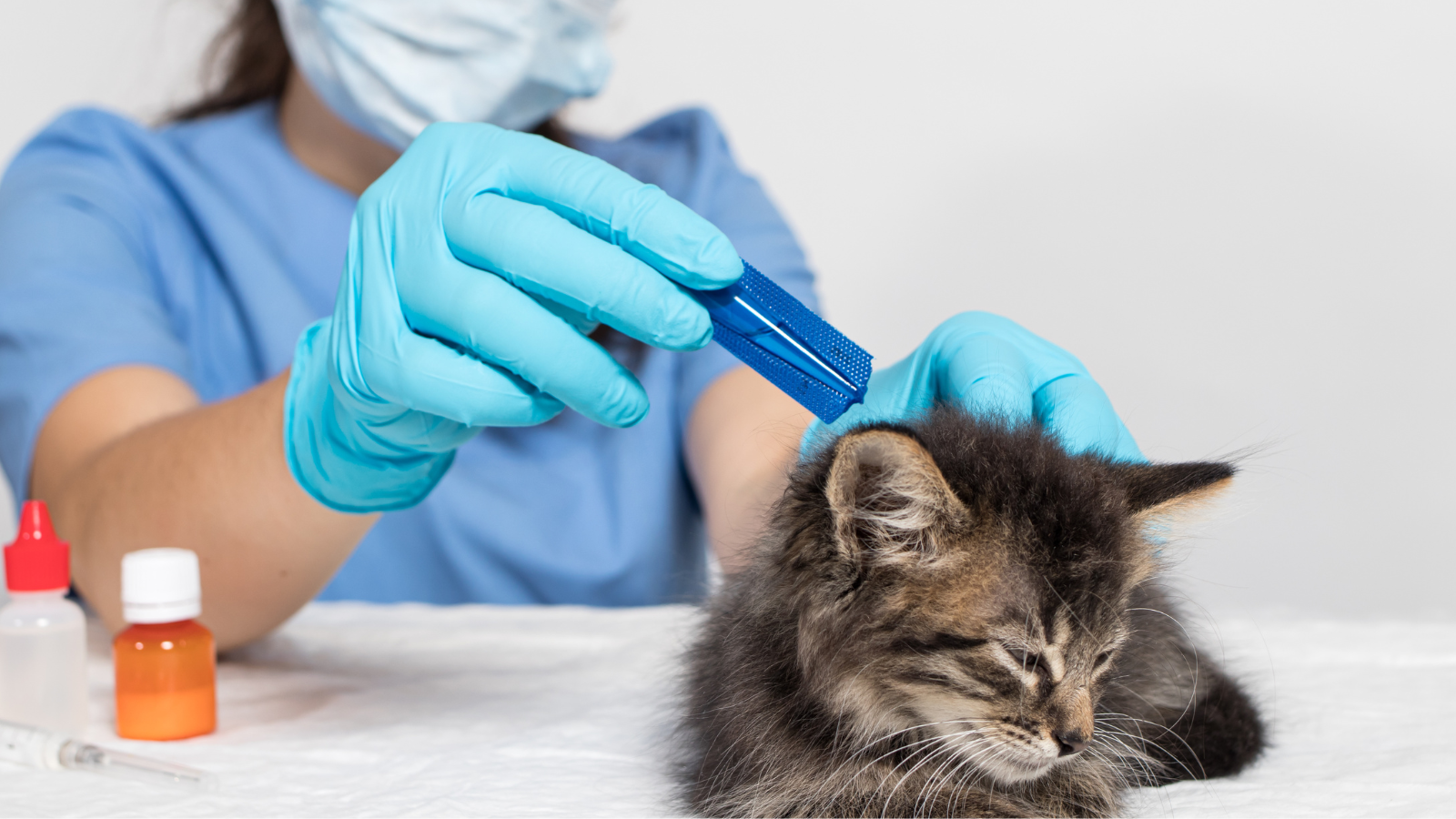 La EMA publica un nuevo borrador de directriz sobre requisitos de gestión de riesgos para impurezas elementales en medicamentos veterinarios